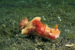 Imperial Partner Shrimp riding a Ceratosoma Trilobatum...... by Adriano Trapani 